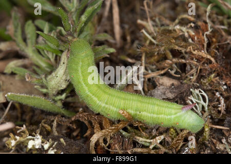 Narrow-bordered Bee Hawk-moth, caterpillar, Skabiosen-Schwärmer, Skabiosenschwärmer, Raupe, Hemaris tityus, Haemorrhagia tityus Stock Photo