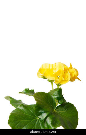 Closeup of Yellow begonia flowers, isolated on white Stock Photo