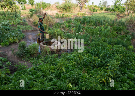 ZAMBIA, Chipata, small-scale farmer irrigates vegetable farm with water from well in village Lupande Stock Photo