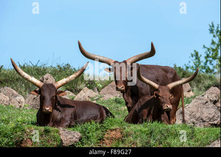 Herd of Watusi / Ankole-Watusi / Ankole longhorn (Bos taurus) cows with distinctive horns, breed of Sanga cattle Stock Photo