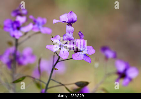 Annual honesty (Lunaria annua) in flower Stock Photo