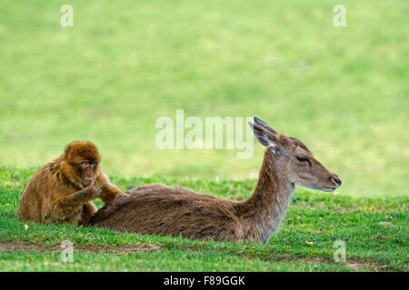 Barbary macaque / Barbary ape / magot (Macaca sylvanus) monkey species native to Northern Africa and Gibraltar grooming deer Stock Photo