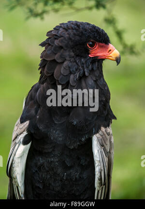 Close up portrait of Bateleur eagle (Terathopius ecaudatus) native to Africa and Arabia Stock Photo