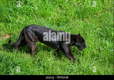 Black panther / melanistic jaguar (Panthera onca) with spots still visible walking in grassland, Central and South America Stock Photo