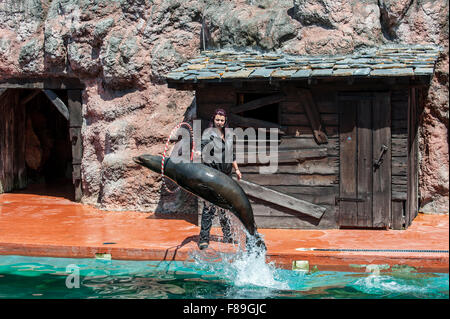 California sea lion (Zalophus californianus) jumping through hoop held by trainer during show, Cabarceno Natural Park, Spain Stock Photo