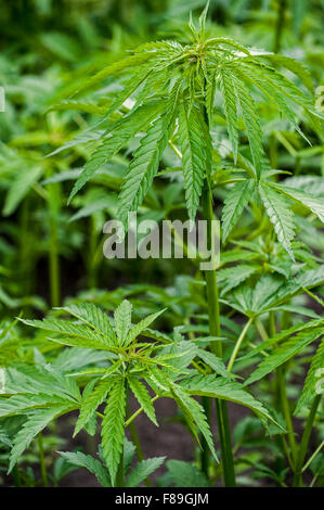Cannabis / hemp (Cannabis sativa) plants growing  in plantation Stock Photo