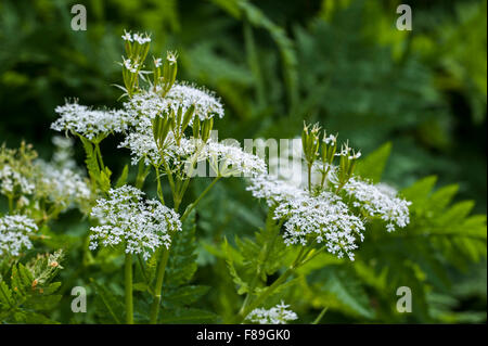 Sweet cicely (Myrrhis odorata / Scandix odorata) in flower Stock Photo