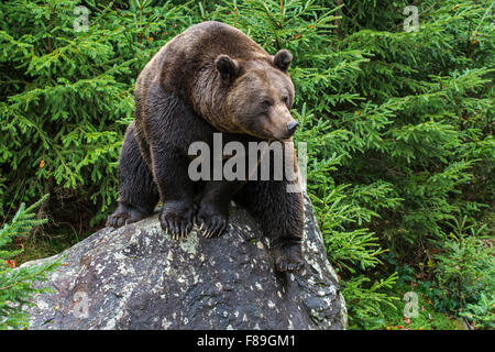 Eurasian brown bear (Ursus arctos arctos) sitting on rock in coniferous woodland Stock Photo