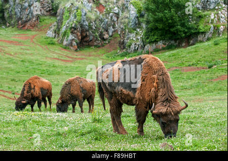 Moulting European bison / Wisents (Bison bonasus) grazing grass in meadow in spring Stock Photo