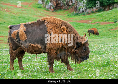 Moulting European bison / Wisents (Bison bonasus) in meadow in spring Stock Photo