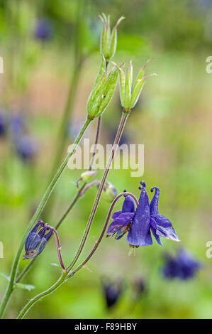 European columbine / Common columbine / Granny's nightcap / Granny's bonnet (Aquilegia vulgaris) in flower in meadow Stock Photo