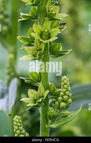 White Hellebore / European White Hellebore / White Veratrum (Veratrum album) in flower Stock Photo