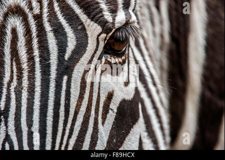 Grévy's zebra / imperial zebra (Equus grevyi) native to Kenya and Ethiopia, close up of striped head Stock Photo