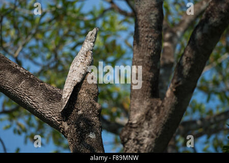 A Great Potoo pretends to be a broken tree branch in a forest in the Pantanal Stock Photo