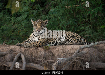 A Jaguar from the Pantanal Stock Photo