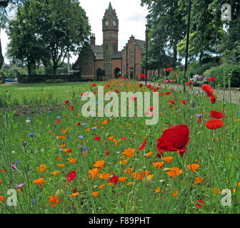 Red poppies and mixed wildflowers flowering beside the historic Lichfield St clock tower at Walsall Arboretum during summer. WS4 2BU Stock Photo