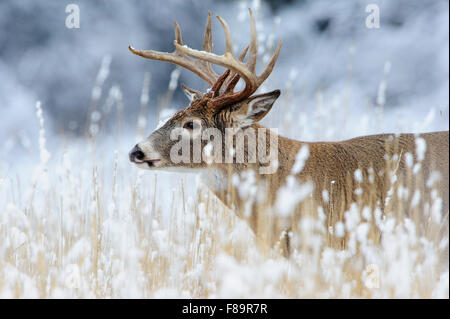 White-tailed deer buck in snow, Western US Stock Photo