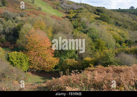 Autumn Colours at top of Cheddar Gorge, Somerset Stock Photo