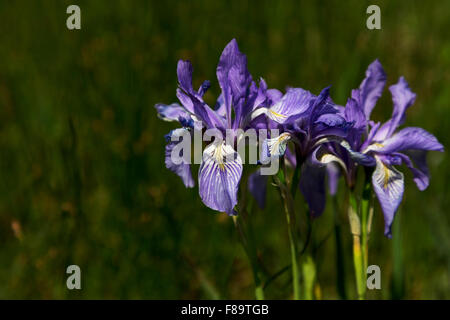 Wild iris blossom along Peak to Peak Highway.  Scenic Byway is in Colorado.  Flower's nicknames include Rocky Mountain Iris. Stock Photo