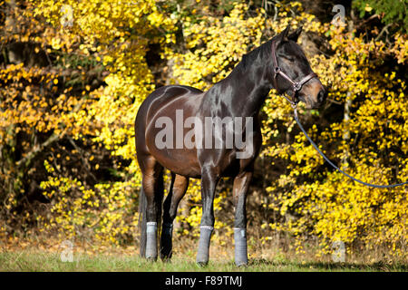 horse portrait on meadow with yellow autumn leaves in background Stock Photo