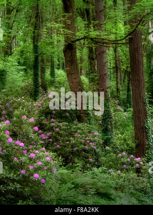 Rododendrons and maple trees. Washington Park, OR Stock Photo