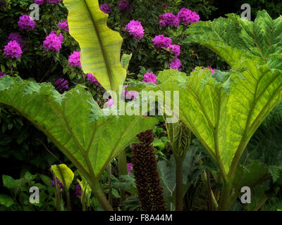 Tropical Elephant Ear plant and rhododendrons. Schrieners Iris Gardens. Oregon Stock Photo