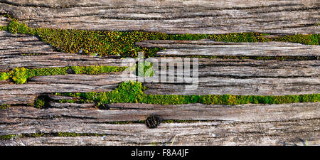 Wooden background with green moos Stock Photo