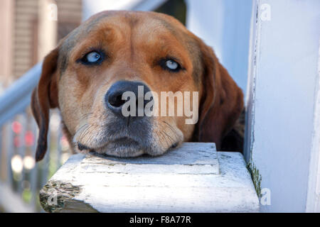 Dog resting it's chin on an outdoor stair post. [Property Released] Stock Photo
