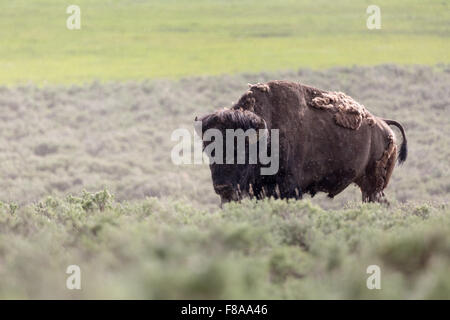 Staring bull bison in sagebrush and rain, Yellowstone National Park, Wyoming Stock Photo