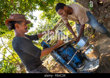 Sugar cane plantation with sugar cane farmer pressed sugar cane juice with a blue mechanical sugar cane press, Trinidad, Cuba, Stock Photo