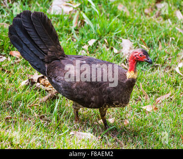 Australian Brush or bush turkey, male and female at nest mound Stock ...