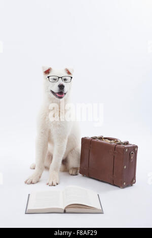 Sitting white dog wearing glasses next to suitcase with an open book Stock Photo