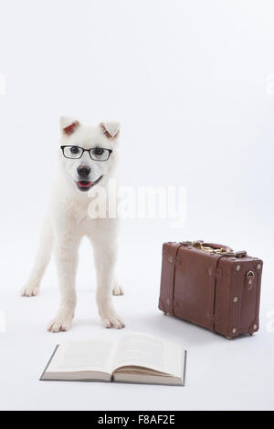 Standing white dog wearing glasses next to a suitcase with a book Stock Photo