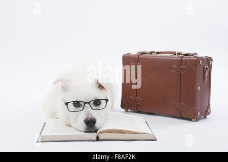 White dog wearing glasses and lying down on an open book next to suitcase Stock Photo