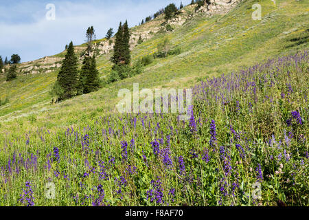 Duncecap larkspur growing on a hillside in the Wyoming Mountains, Bridger-Teton National Forest, Wyoming Stock Photo