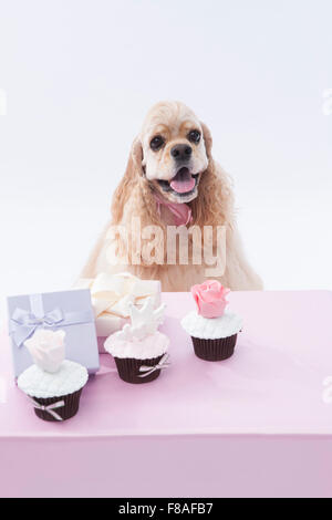 Cocker spaniel, dog, baking, cupcake, cake, baker, buying bakery, CANVAS, art, personalized gift