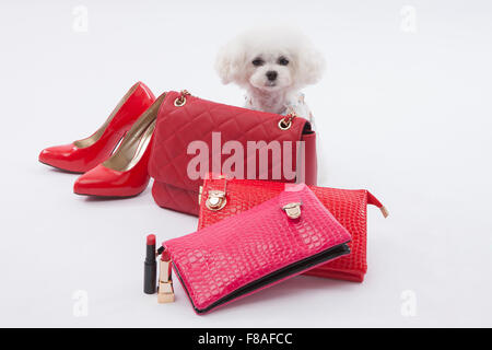 Bichon frise sitting behind red fashion accessories Stock Photo
