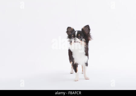 Black Chihuahua standing isolated on white background Stock Photo