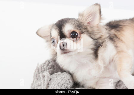 Two colored Chihuahua lying down on sweater with head up Stock Photo