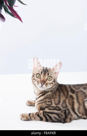 Bengal cat lying down and staring forward Stock Photo