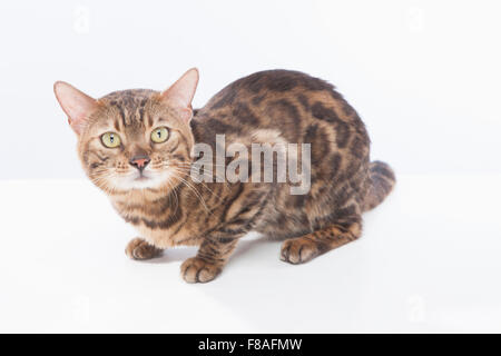 Bengal cat laying low and looking up Stock Photo