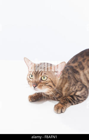 Bengal cat laying low and looking up Stock Photo