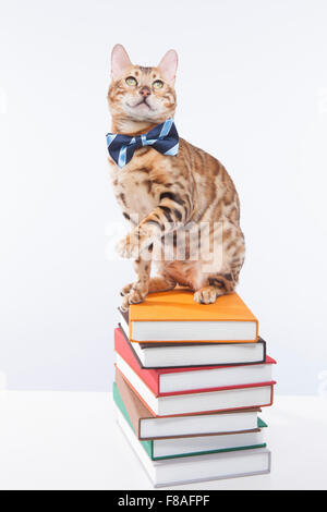 Bengal cat in a bow tie sitting on a pile of books Stock Photo