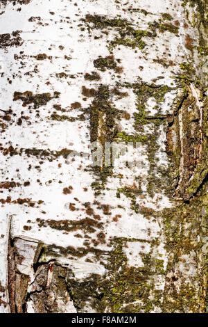 Poplar bark background. Untreated wood. Grungy texture. Stock Photo