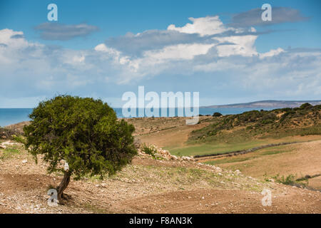 Argan tree on the Atlantic coast. Essaouira, Morocco. Stock Photo