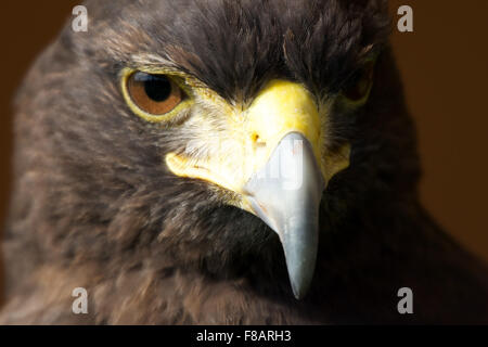 Close-up of sunlit Harris hawk looking right Stock Photo - Alamy