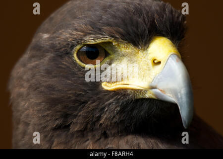 Close-up of sunlit Harris hawk looking down Stock Photo - Alamy