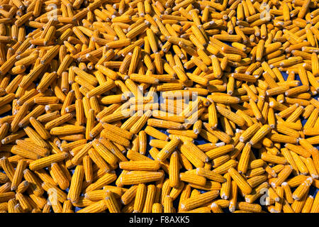 Fresh picked corn is warmed by the midday sun in the village of My Son, Lao Cai Province, Vietnam Stock Photo