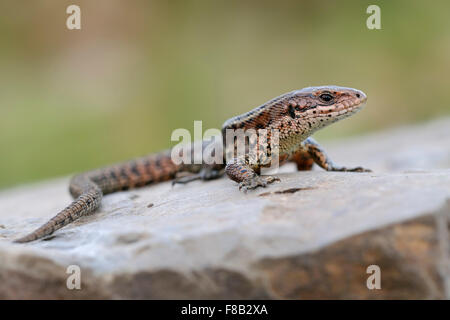 Viviparous Lizard / Waldeidechse ( Zootoca vivipara ) sits on a rock in the sun, warming up its beautiful body. Stock Photo