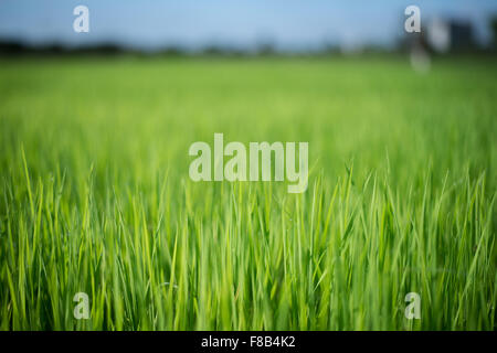 rice sprouts in meadow Stock Photo